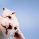 Paul Mitchell Pet Awapuhi Shine Spray 250ml