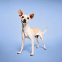 Paul Mitchell Pet Awapuhi Shine Spray 250ml