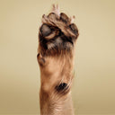 Paul Mitchell Pet Soothing Oatmeal No-Rinse Shampoo Foam 250ml