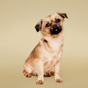 Paul Mitchell Pet Soothing Oatmeal Conditioner 500ml